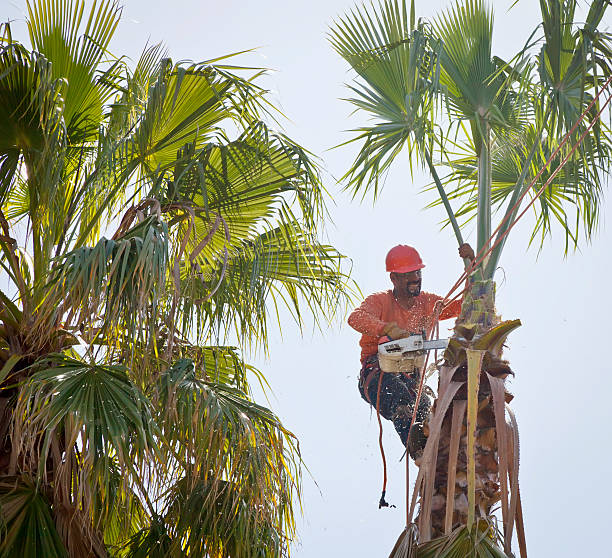 Best Palm Tree Trimming  in Coleman, TX